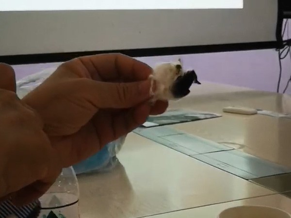 用數(shù)據(jù)說話，海藻纖維阻燃效果到底有多強！